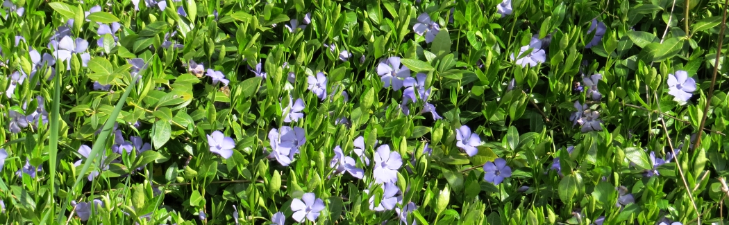Vinca 02 banner